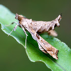 Crambid moth