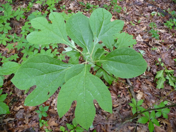 Spotting Image 1