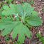 sassafras