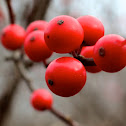 American Winterberry