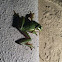 American Green Tree Frog