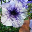 Purple Petunia