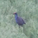 Swamphen. Porphyrio porphyrio.