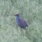 Swamphen. Porphyrio porphyrio.