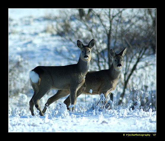 Spotting Image 1