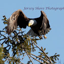 BALD EAGLE