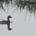 Little Grebe