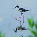 Black-necked Stilt