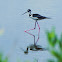 Black-necked Stilt