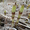 Horsetail
