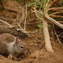 California ground squirrel