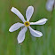 Poet's Daffodil