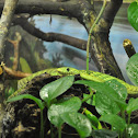 Western Green Mamba