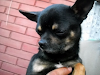 Chihuahua Macho Reproductor