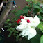 Bleeding Heart Vine