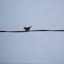 Eurasian Tree Sparrow