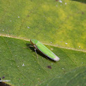 Leafhopper