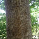 Sugar Maple