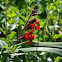 Autumn Sage