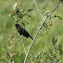 Red-winged Blackhird