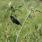 Red-winged Blackhird