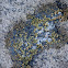 Barnacles