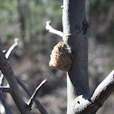 Chinese mantis egg case
