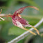 Mini orquidea