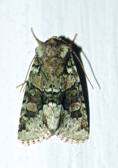 Spotting Image 1