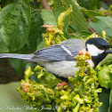 Pied Great Tit; Carbonero Común Blanco