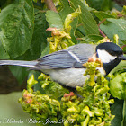 Pied Great Tit; Carbonero Común Blanco