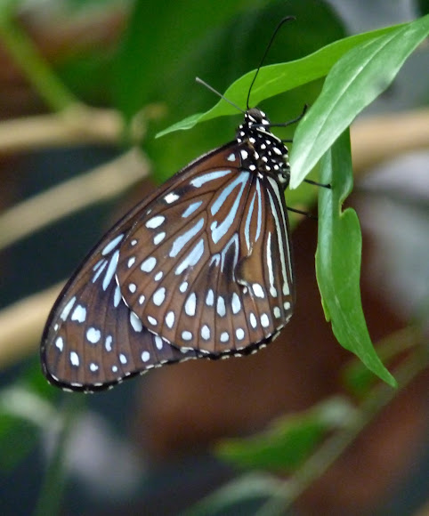 Spotting Image 1