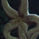 Sea Star