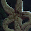 Sea Star