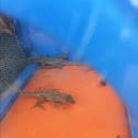 Bug