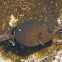Blackspotted Puffer