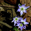 Sharp - Lobed Hepatica