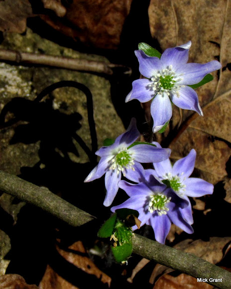 Spotting Image 1