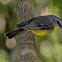Eastern Yellow Robin  
