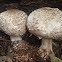 Shaggy parasol
