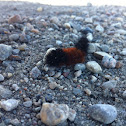 Banded woolly bear