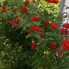 Garden Rose