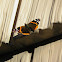 Red Admiral