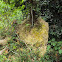 Termite Nest