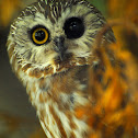Northern Saw-Whet Owl
