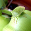 Chinche verde