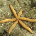 Starfish