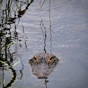 American Alligator