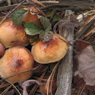 Hygrocybe Marchii
