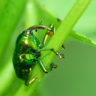 Metallic weevil